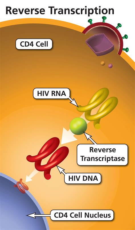 reverse transcriptase rt